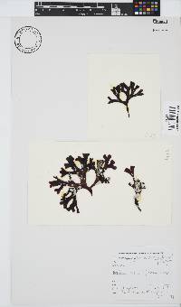 Gymnogongrus dilatatus image