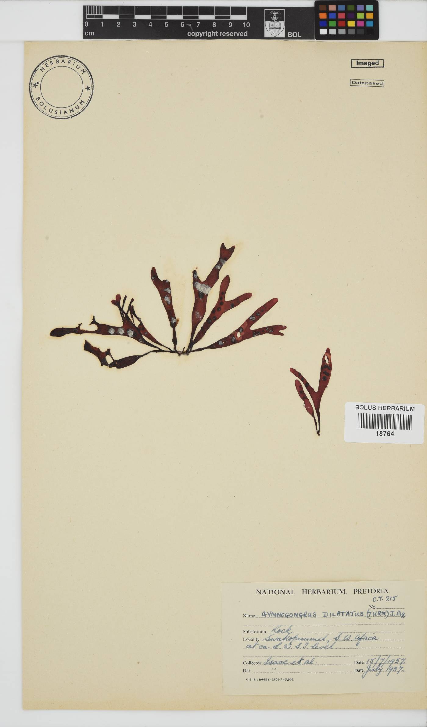 Phyllophoraceae image