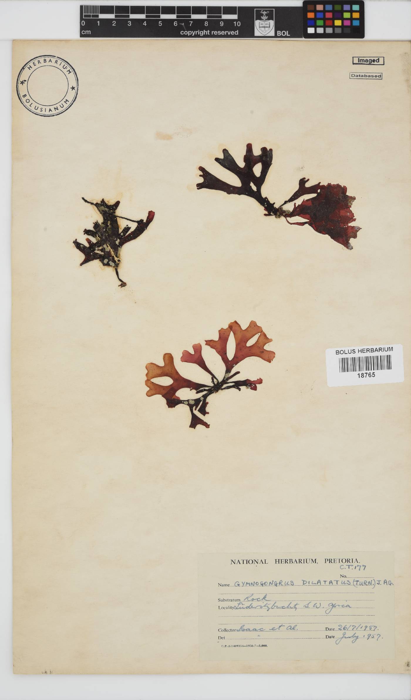 Gymnogongrus dilatatus image