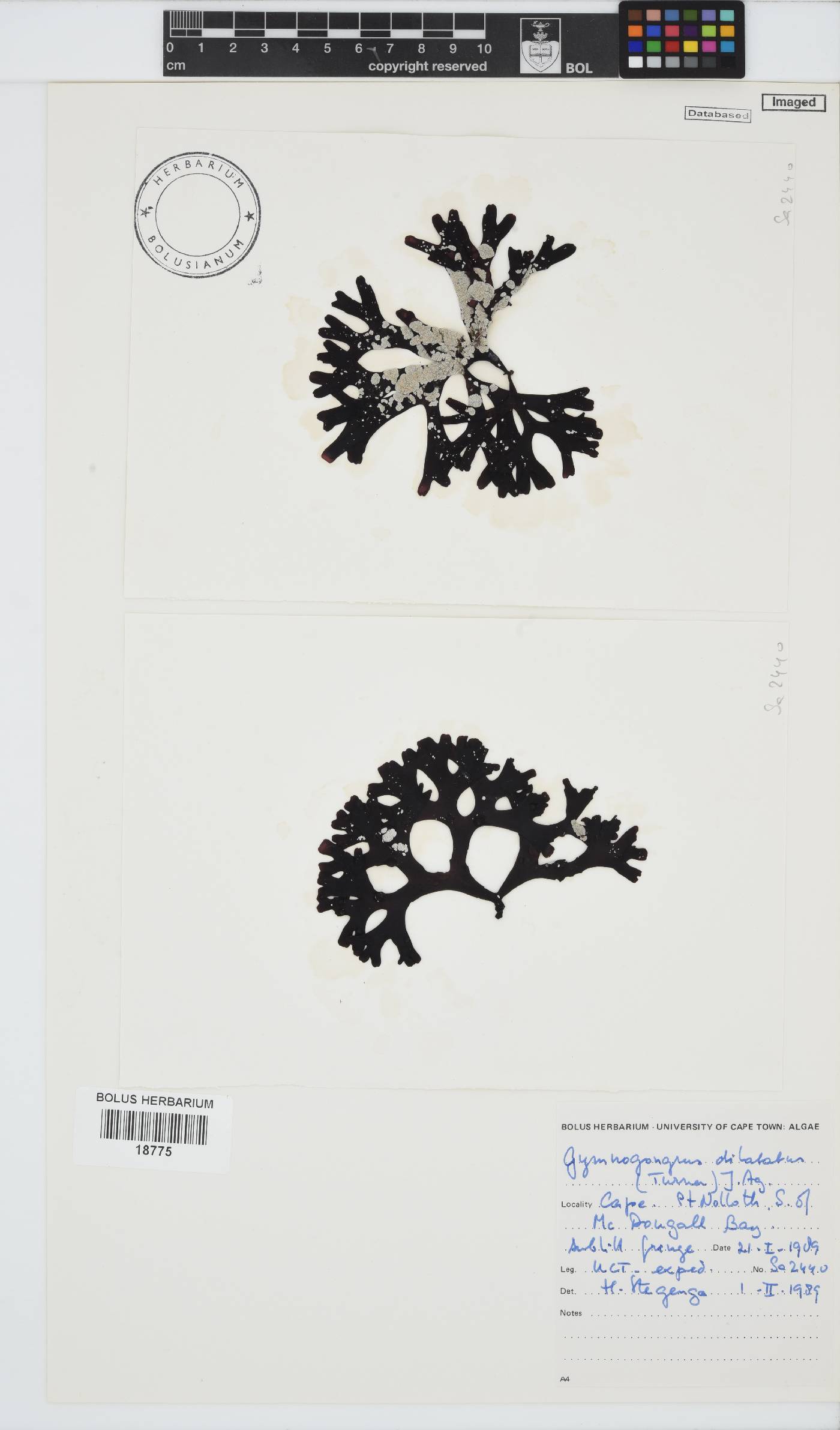 Phyllophoraceae image