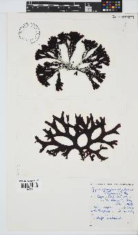 Gymnogongrus dilatatus image