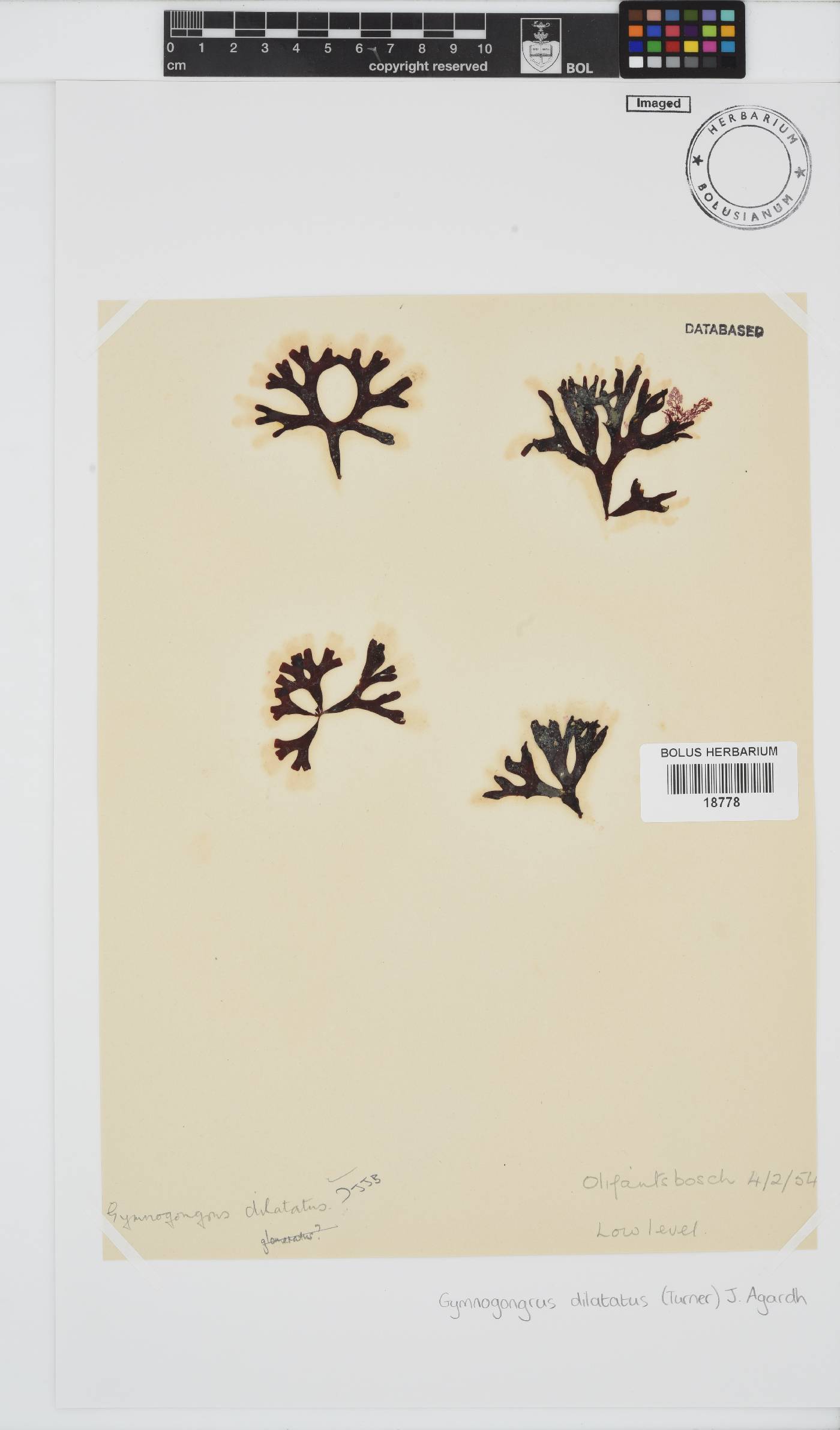 Gymnogongrus dilatatus image