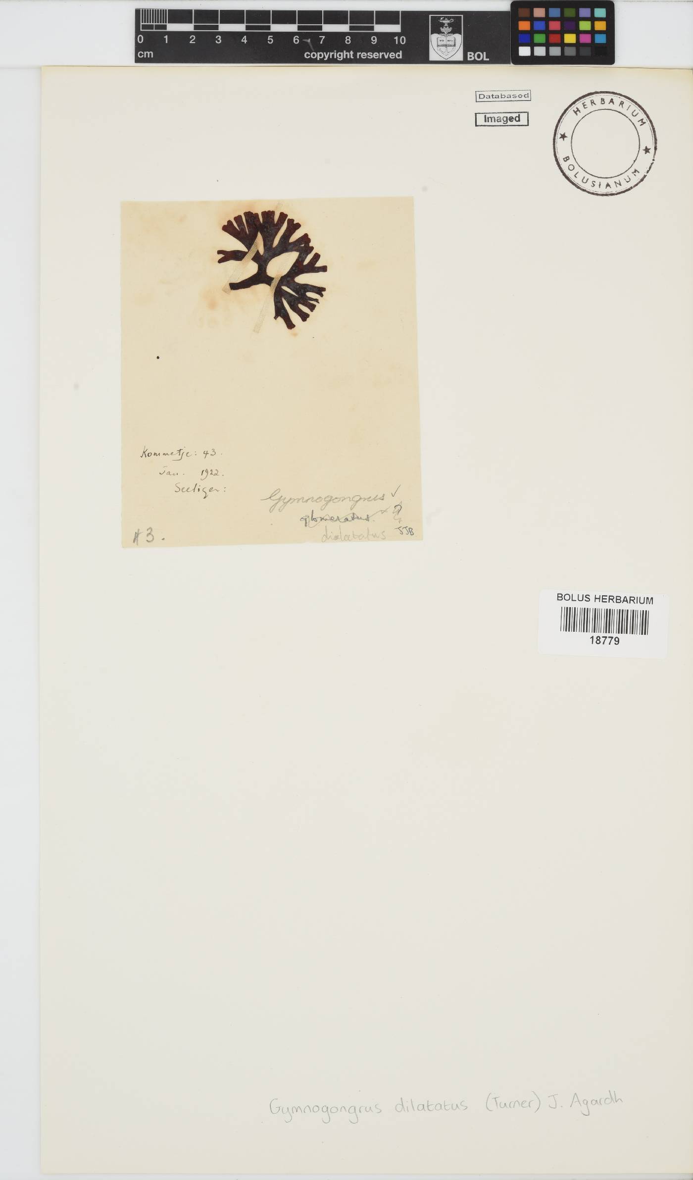 Gymnogongrus dilatatus image