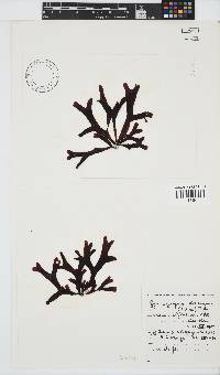 Gymnogongrus dilatatus image