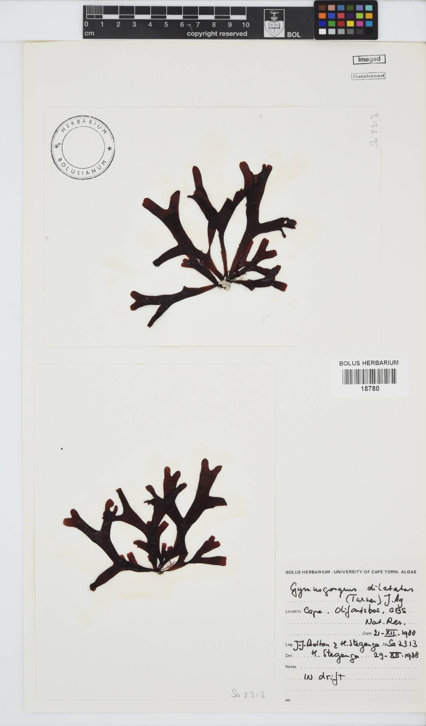 Gymnogongrus dilatatus image