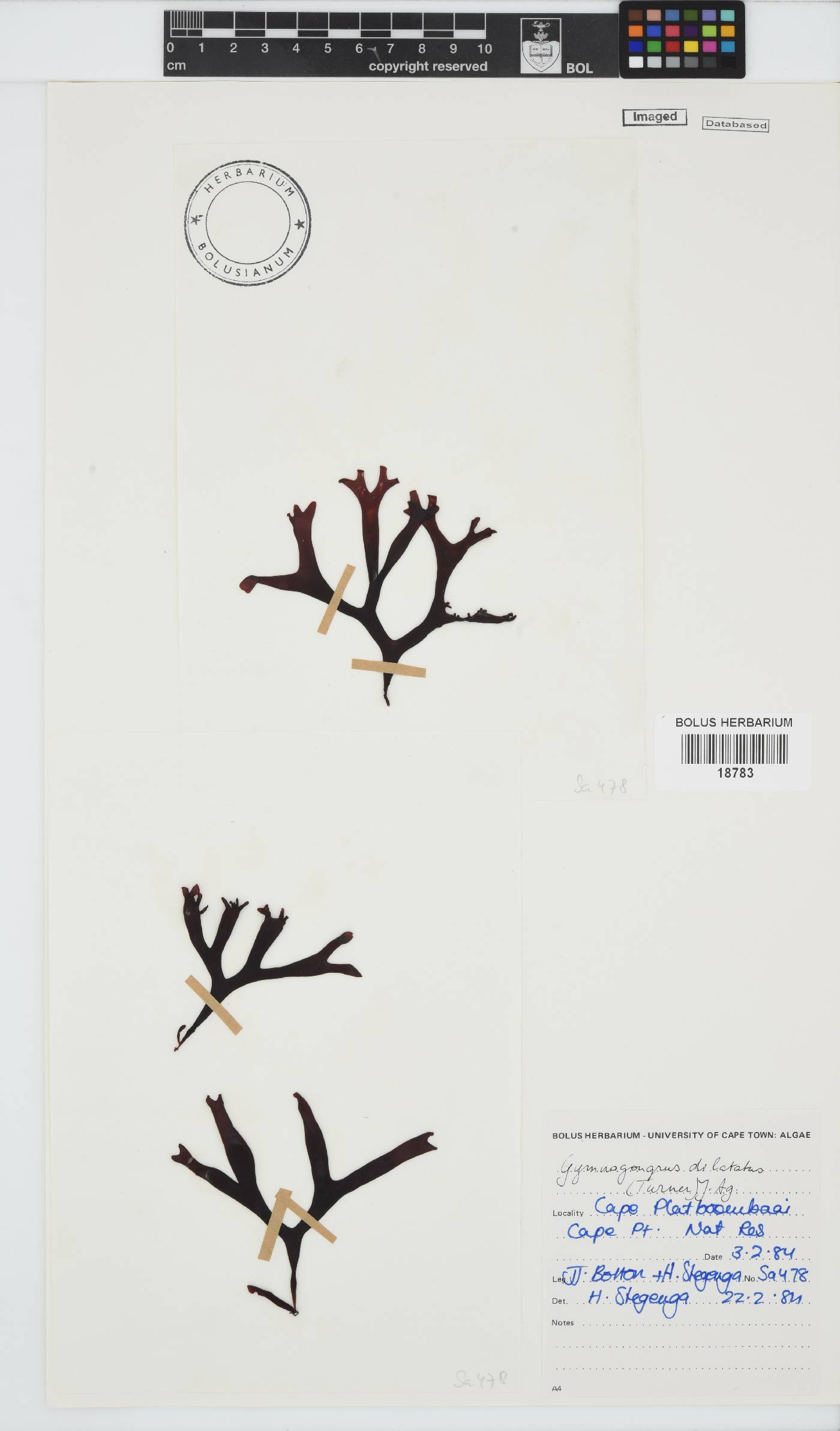 Gymnogongrus dilatatus image
