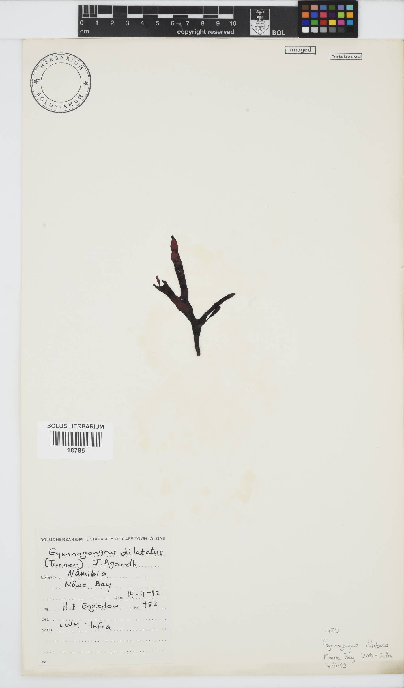 Gymnogongrus image