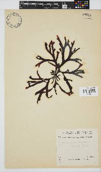 Gymnogongrus dilatatus image