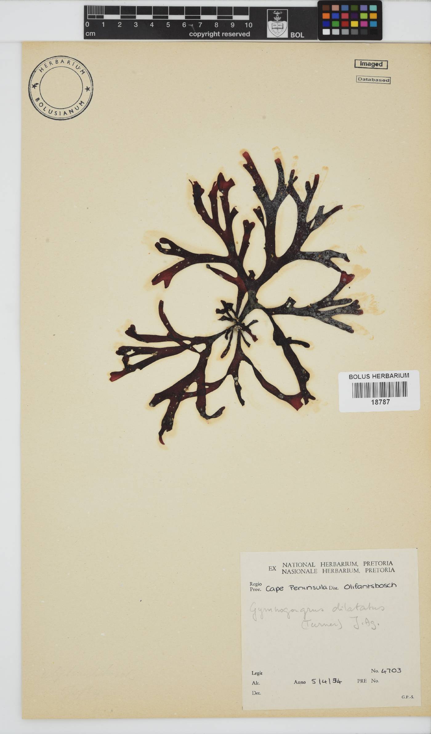 Gymnogongrus dilatatus image