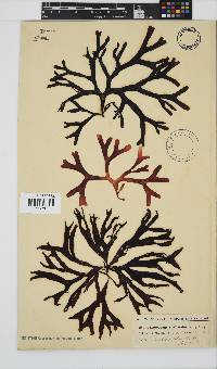 Gymnogongrus dilatatus image