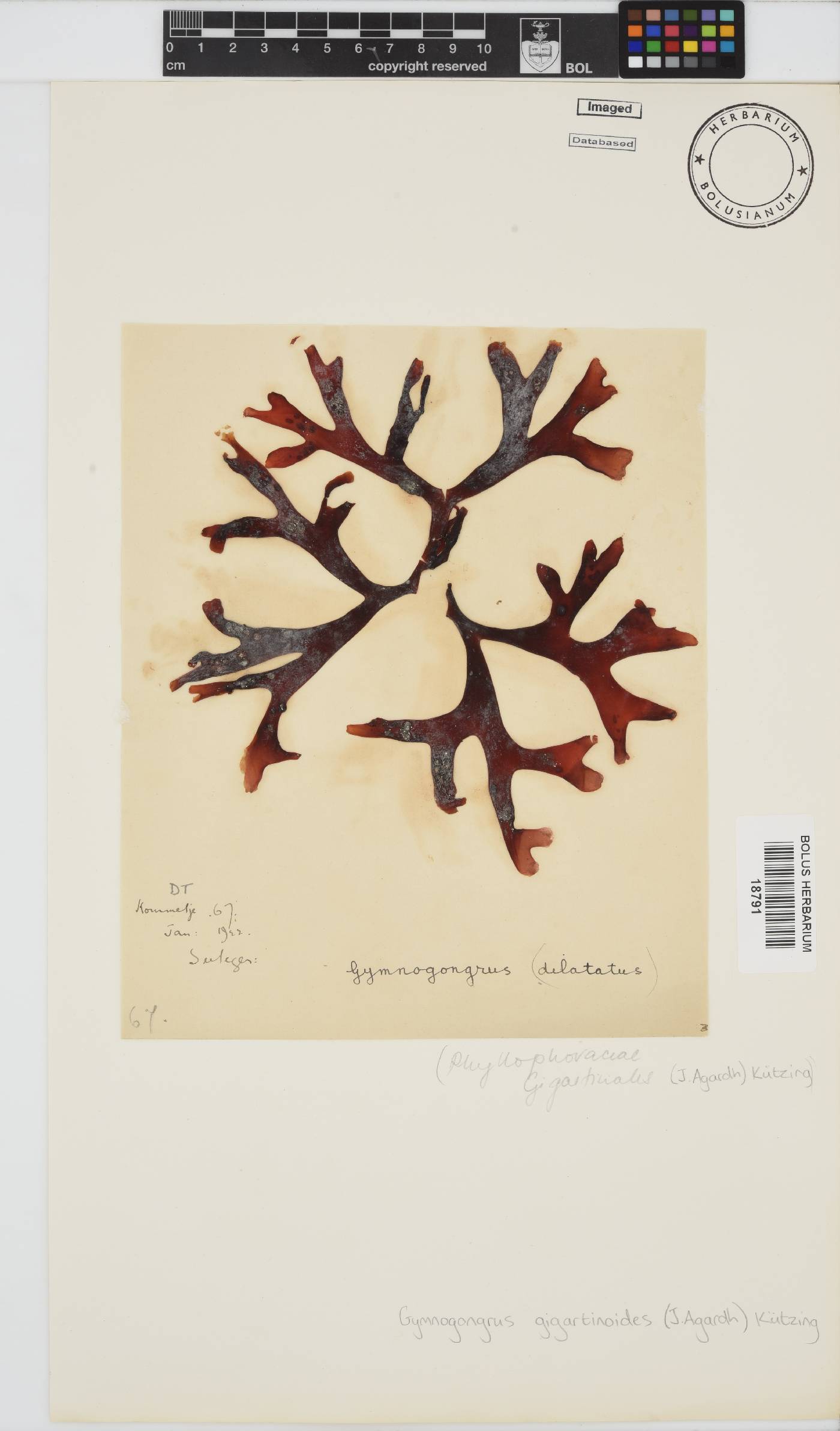 Gymnogongrus image