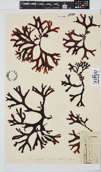 Gymnogongrus dilatatus image