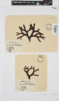 Gymnogongrus dilatatus image