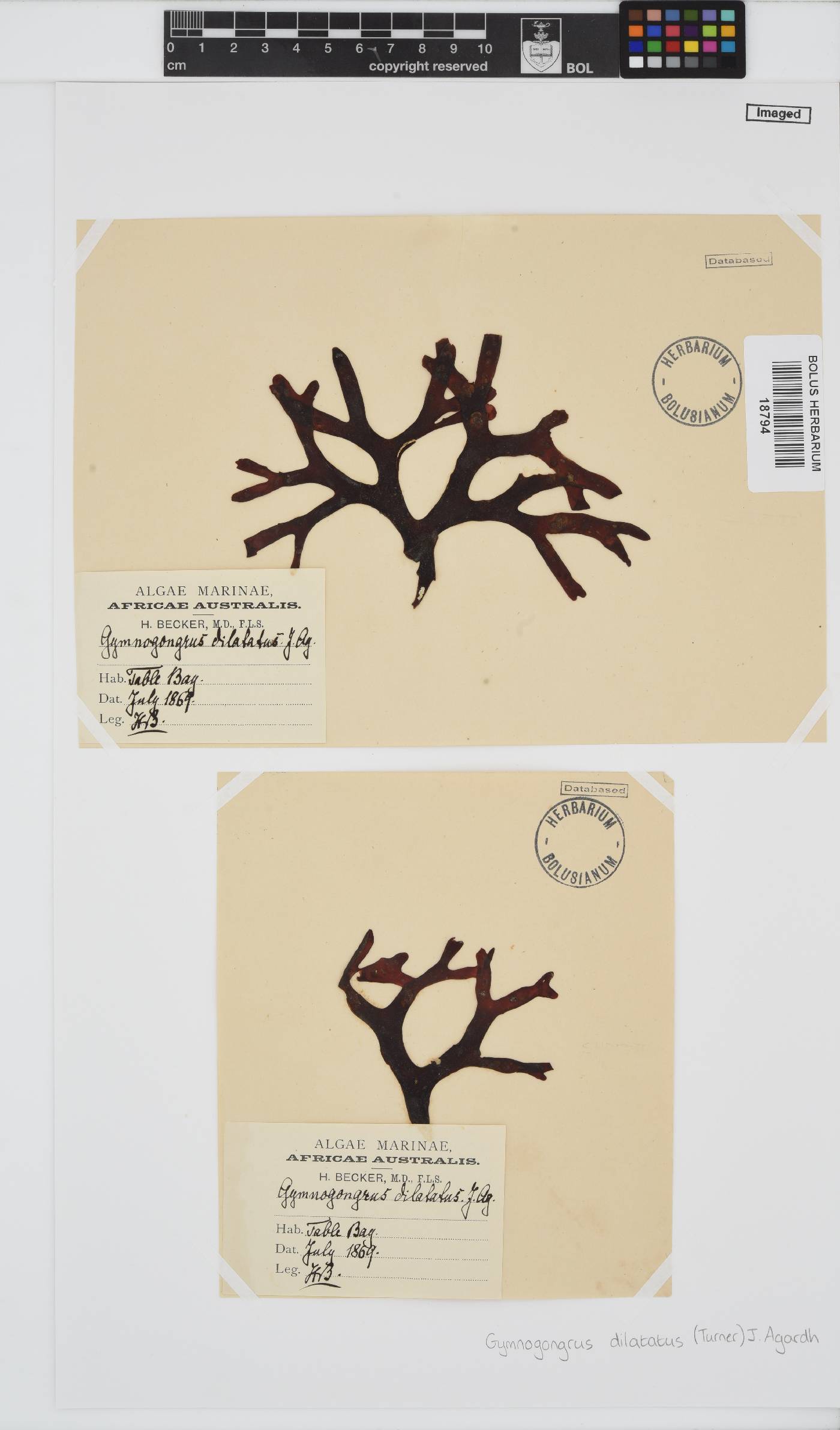 Gymnogongrus dilatatus image