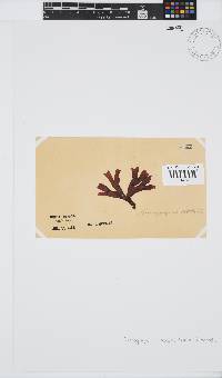 Gymnogongrus dilatatus image