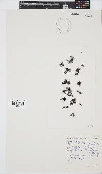 Ahnfeltiopsis glomerata image