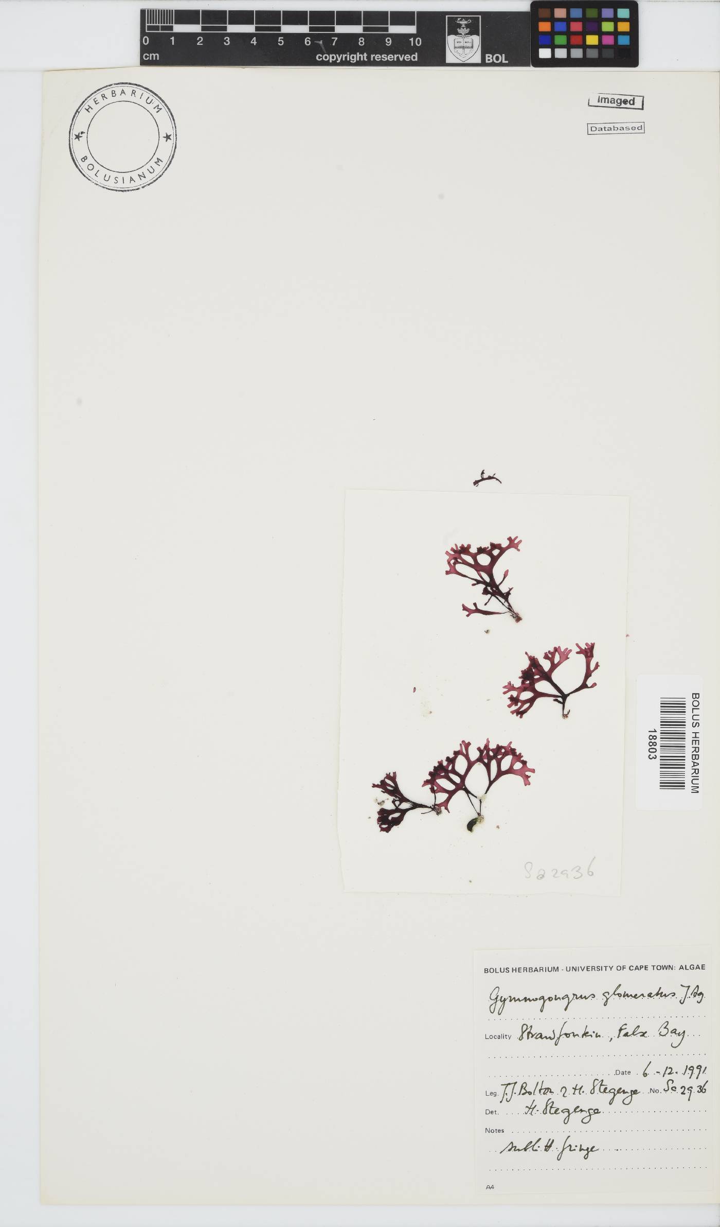 Ahnfeltiopsis glomerata image