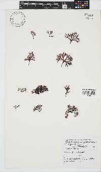 Ahnfeltiopsis glomerata image