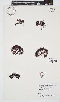 Ahnfeltiopsis glomerata image