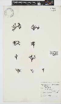 Ahnfeltiopsis glomerata image