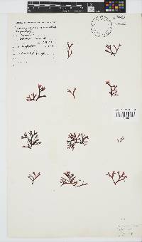Ahnfeltiopsis glomerata image