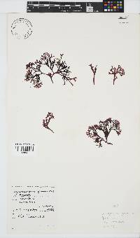 Ahnfeltiopsis glomerata image