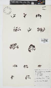Ahnfeltiopsis glomerata image