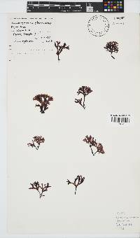 Ahnfeltiopsis glomerata image