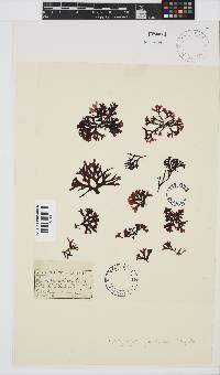 Ahnfeltiopsis glomerata image