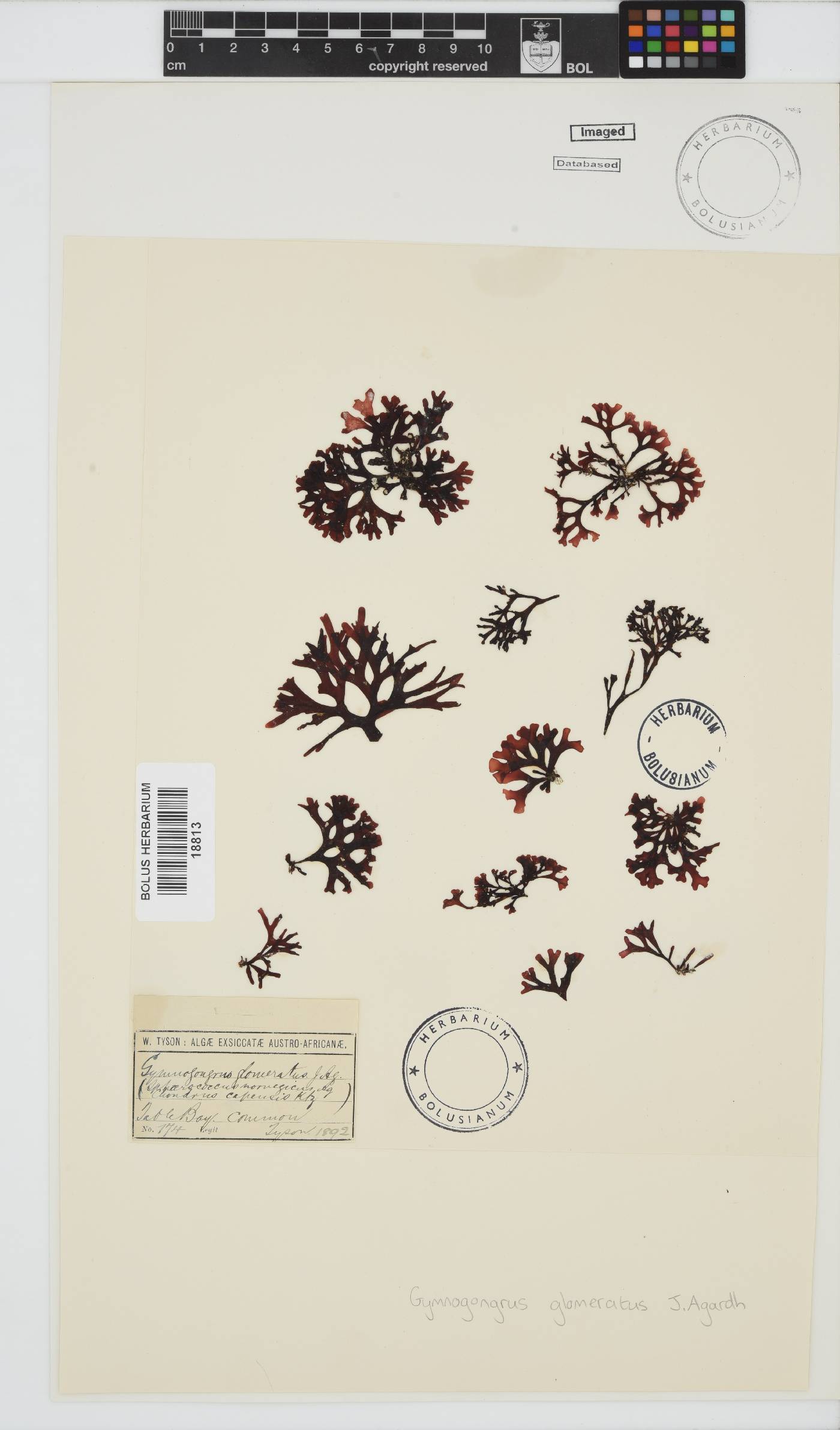 Ahnfeltiopsis glomerata image