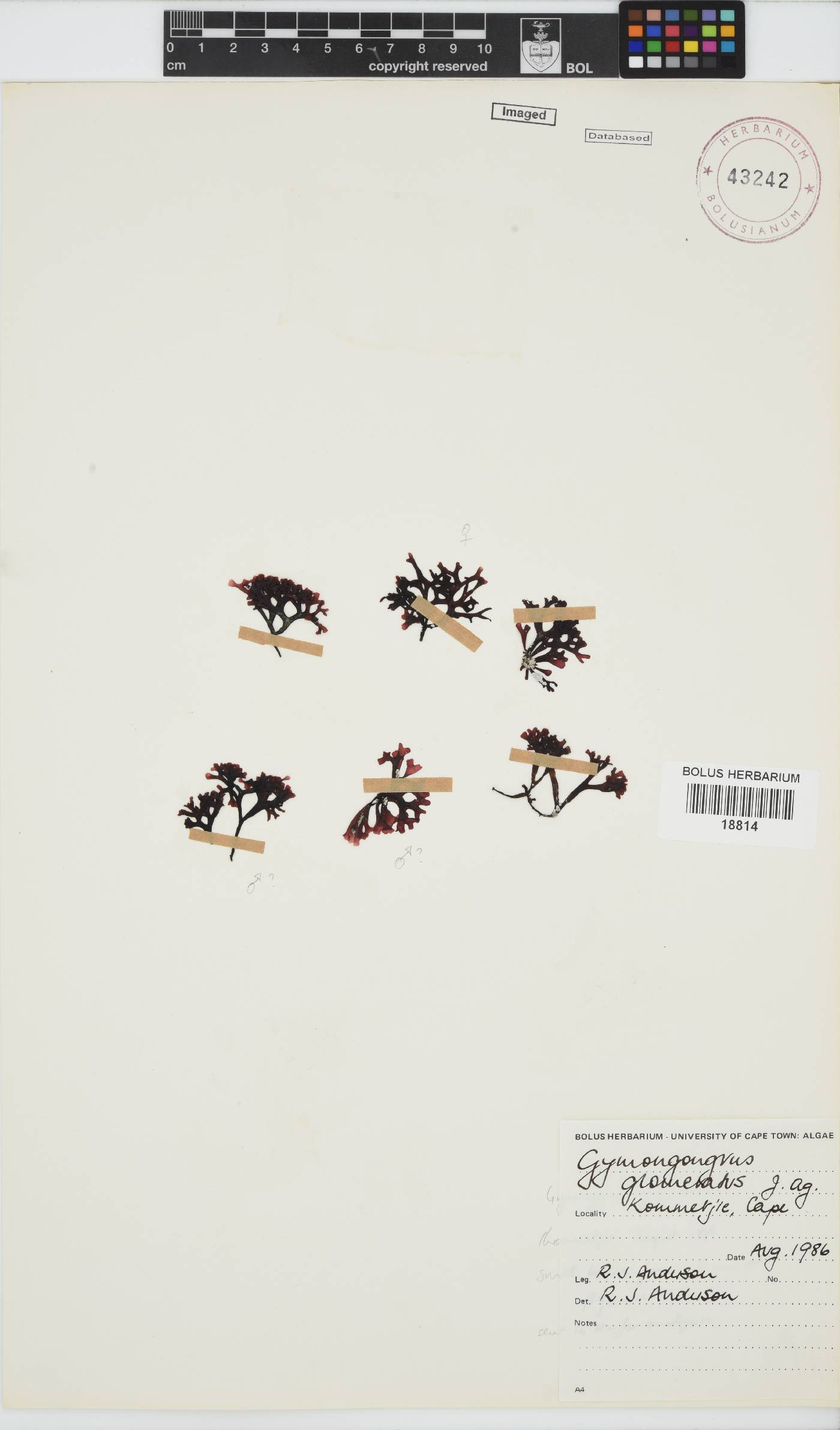 Ahnfeltiopsis glomerata image