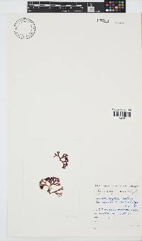 Ahnfeltiopsis glomerata image