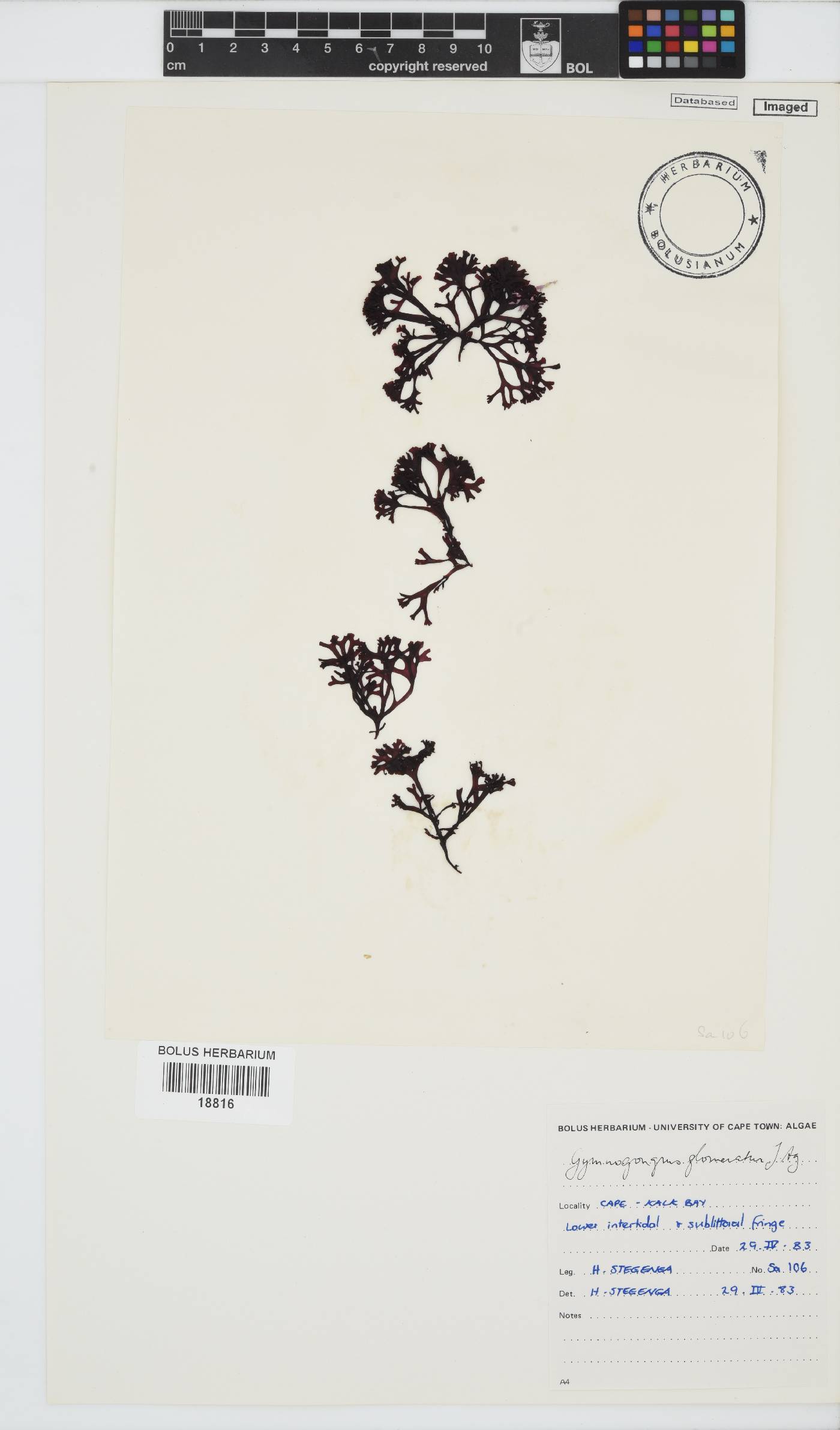 Ahnfeltiopsis glomerata image