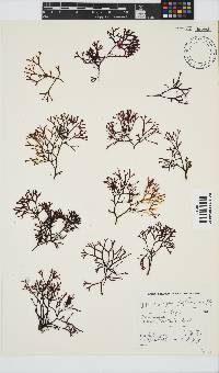 Ahnfeltiopsis glomerata image