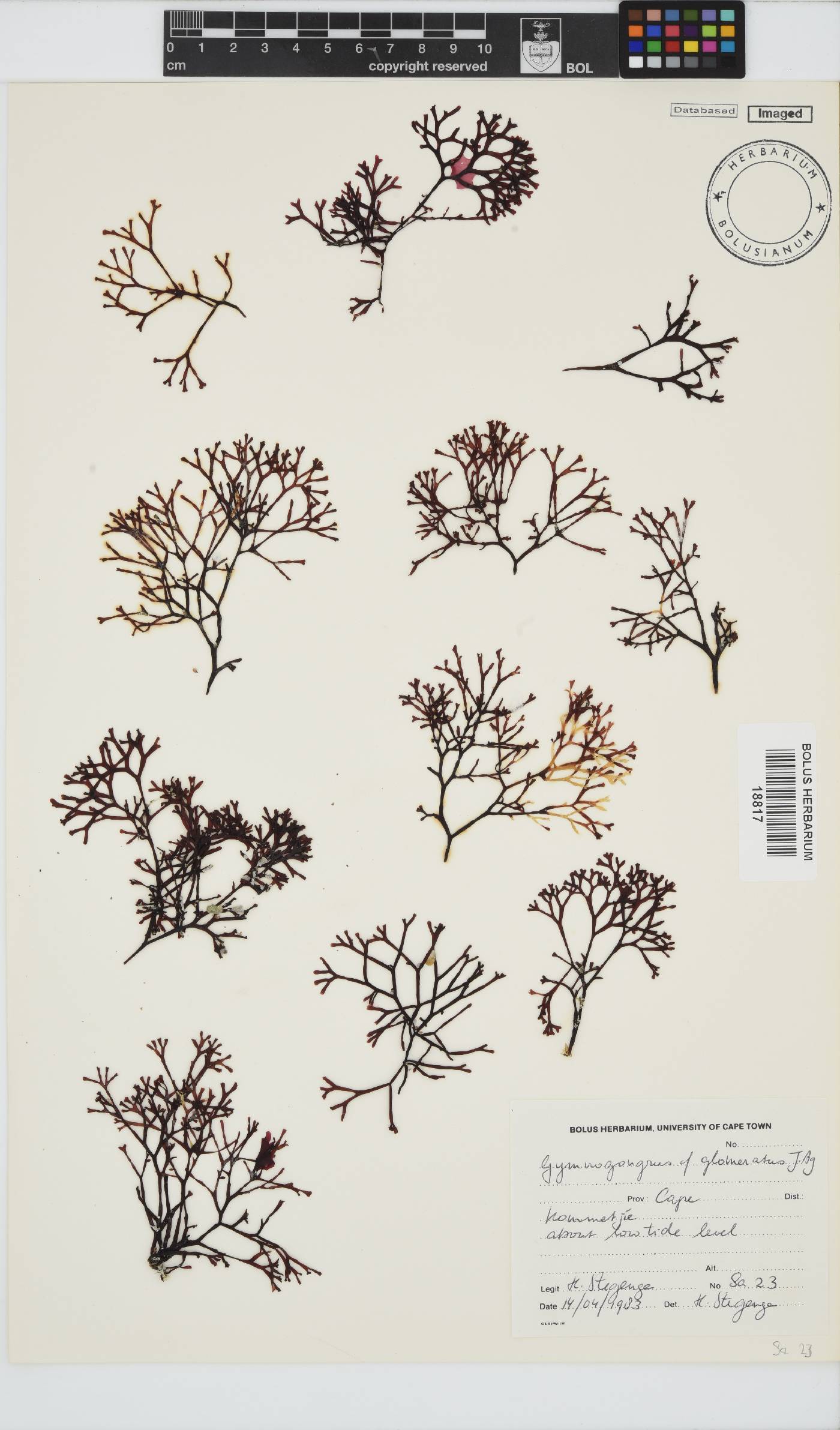 Ahnfeltiopsis glomerata image