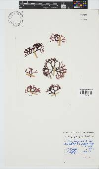 Ahnfeltiopsis glomerata image