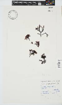 Ahnfeltiopsis glomerata image