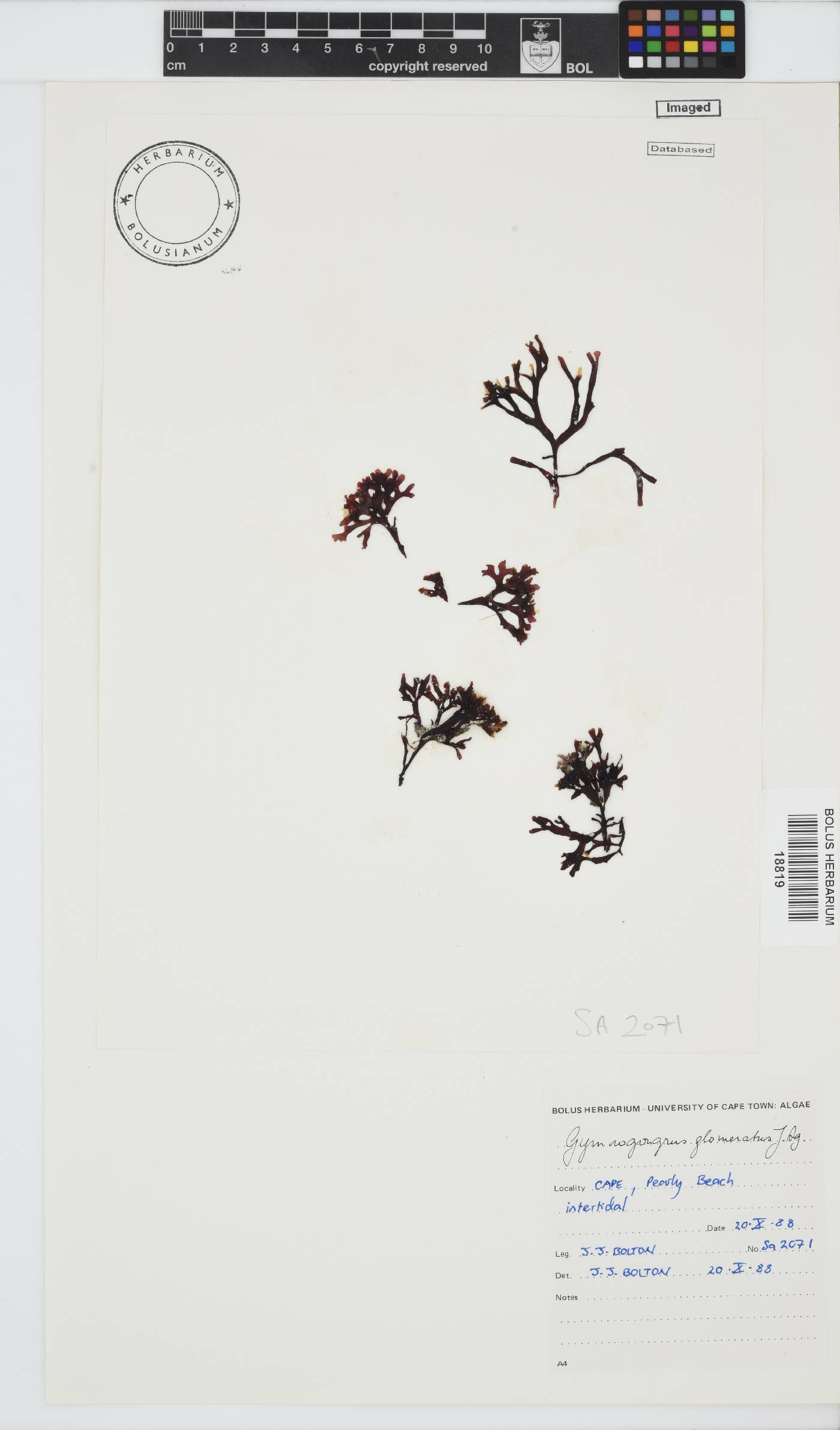 Ahnfeltiopsis glomerata image