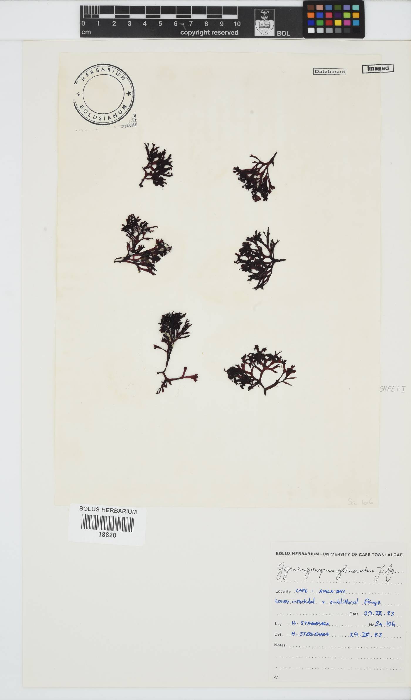 Ahnfeltiopsis glomerata image