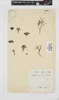 Ahnfeltiopsis glomerata image