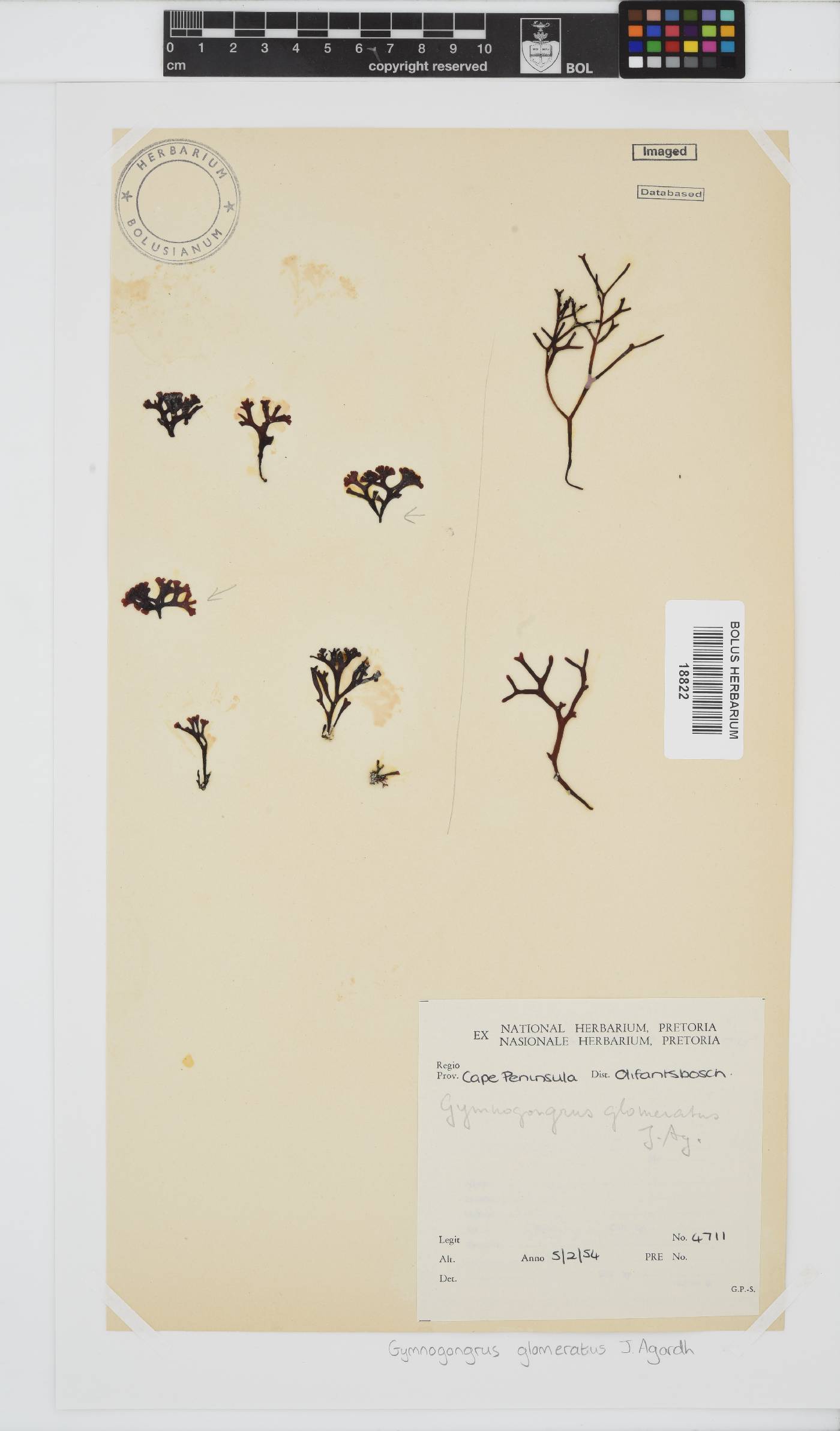 Ahnfeltiopsis glomerata image