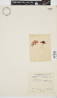 Ahnfeltiopsis glomerata image