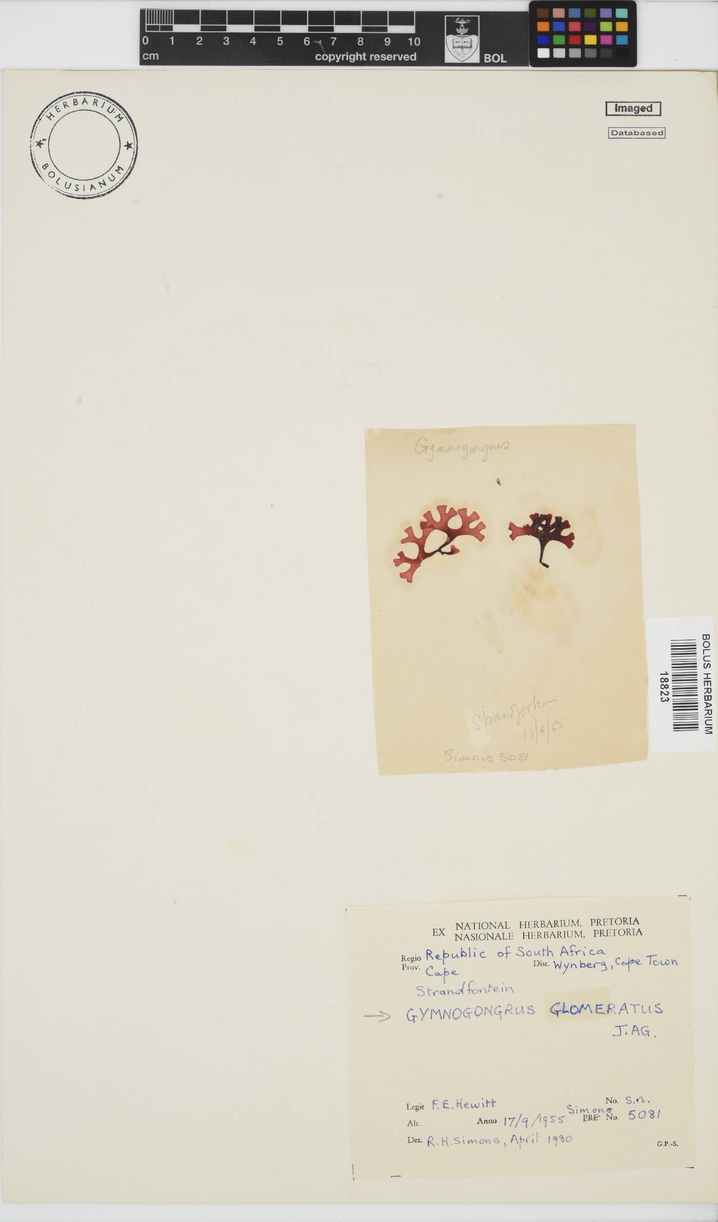 Ahnfeltiopsis glomerata image