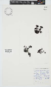 Ahnfeltiopsis glomerata image