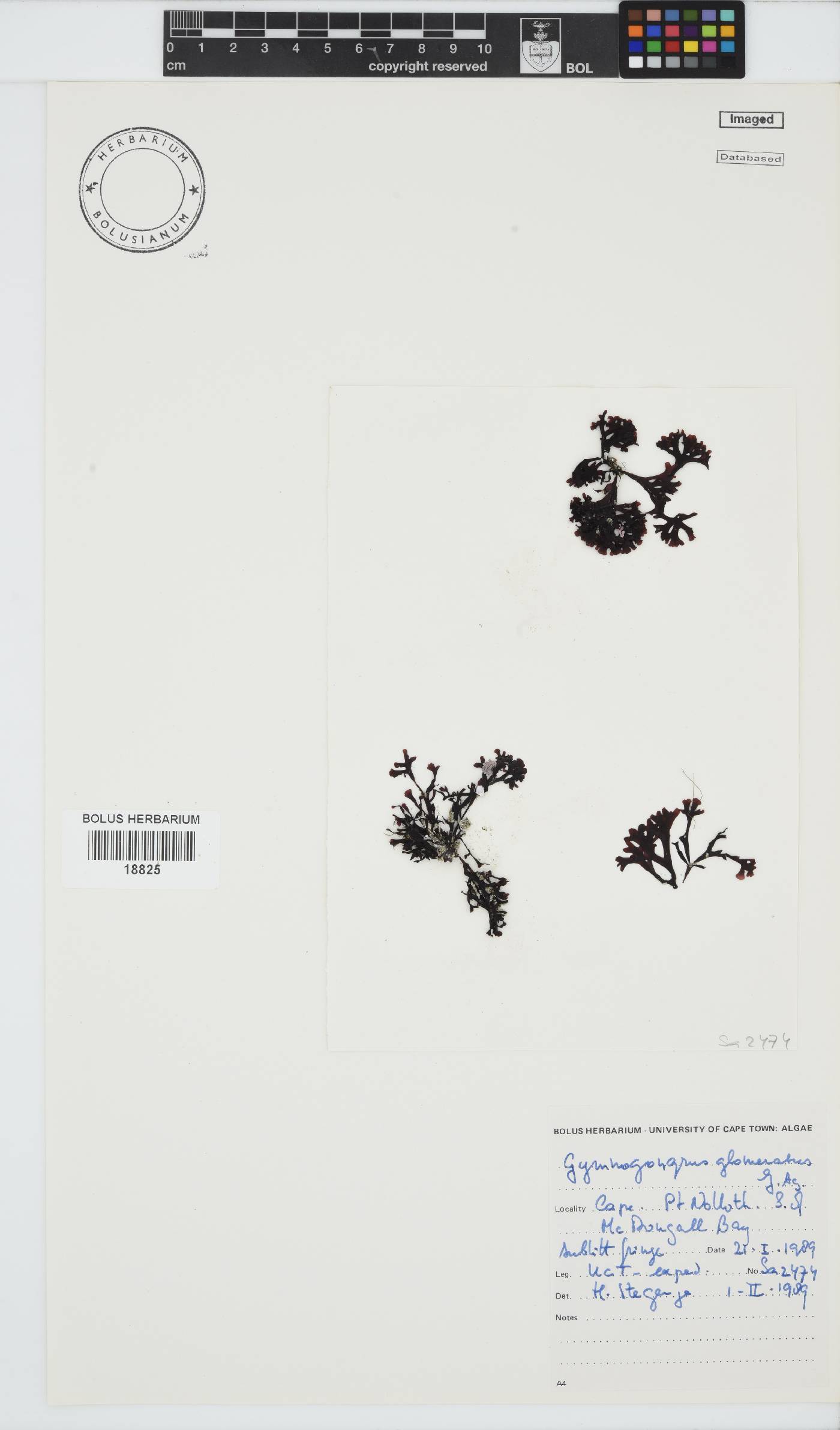 Ahnfeltiopsis glomerata image