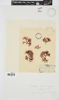 Ahnfeltiopsis glomerata image
