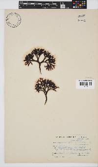 Ahnfeltiopsis glomerata image