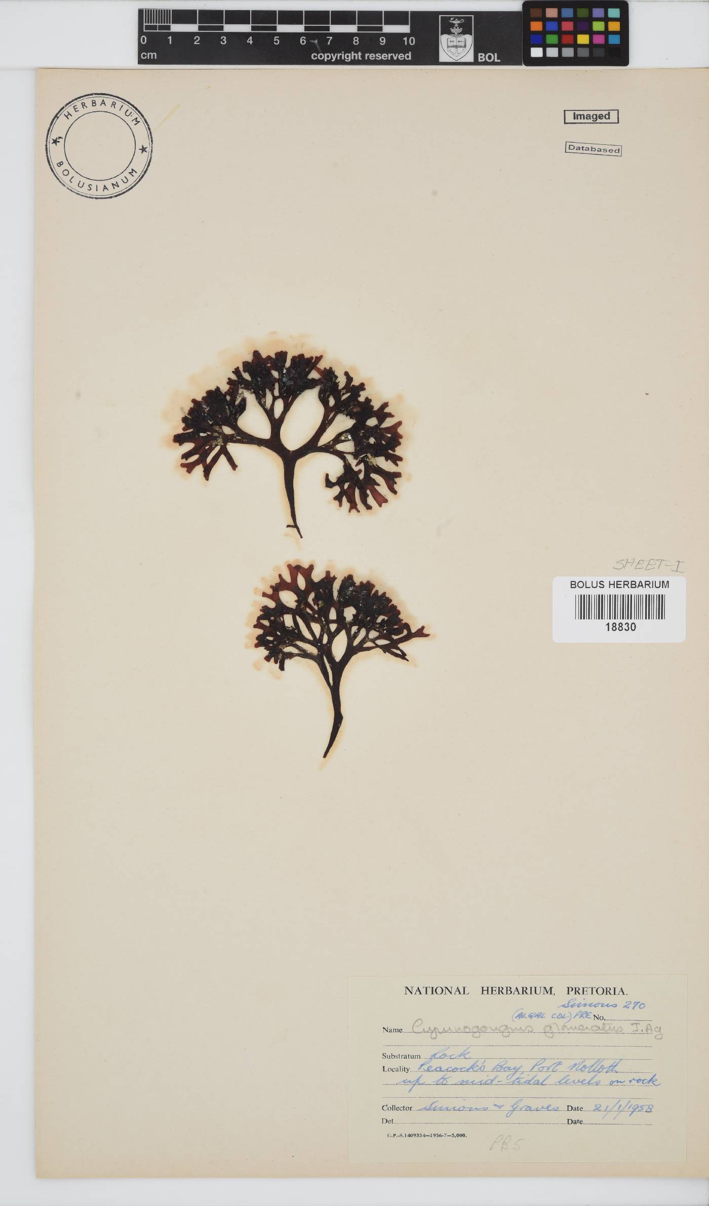 Ahnfeltiopsis glomerata image