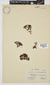 Ahnfeltiopsis glomerata image