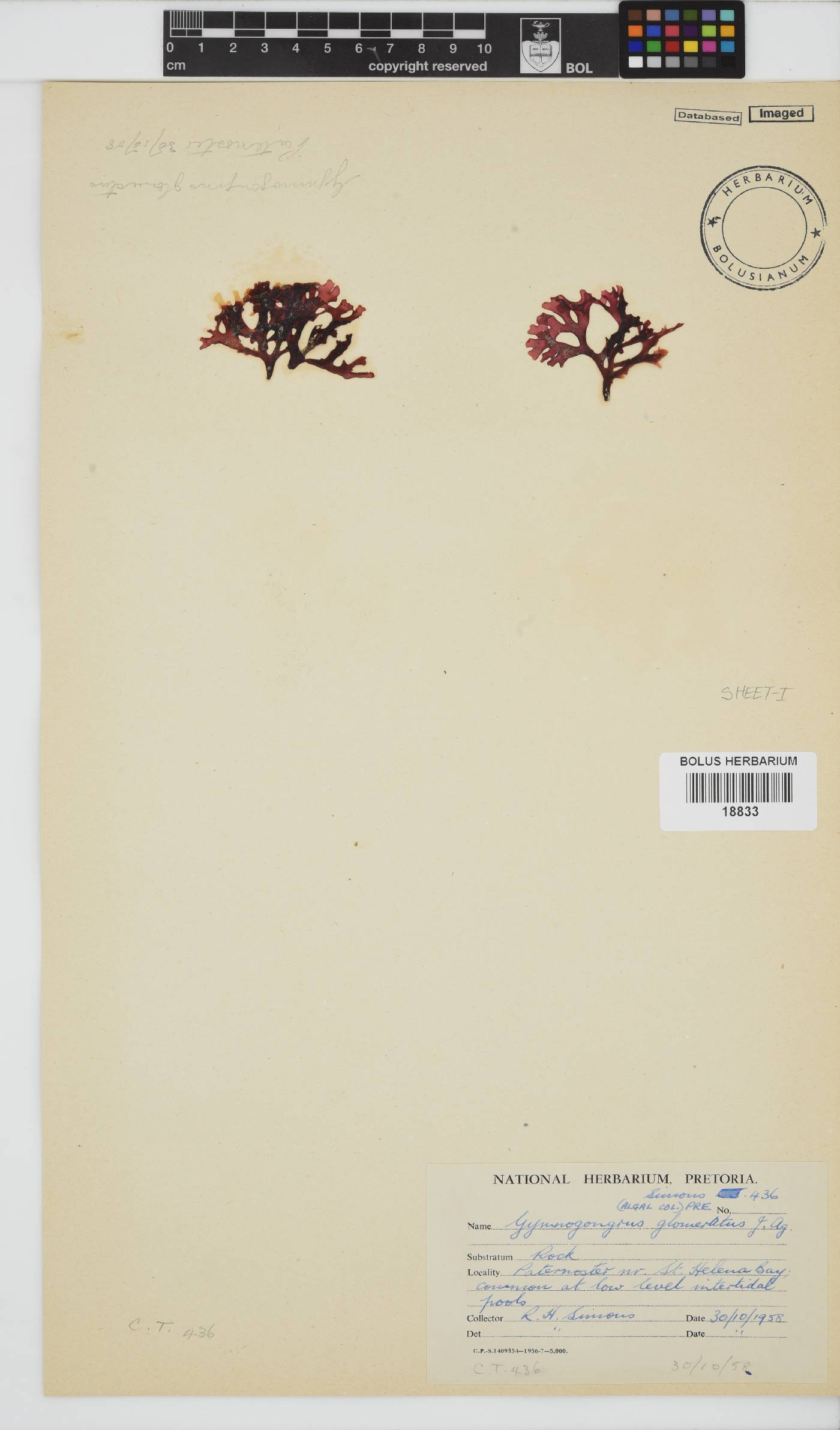 Ahnfeltiopsis glomerata image